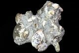 Intriguing Hoploscaphites Ammonite Cluster - South Dakota #73854-2